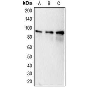 LifeSab™ Calnexin (pS583) Rabbit pAb (50 µl)