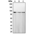 LifeSab™ Calnexin Rabbit pAb (50 µl)