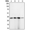 LifeSab™ CDC2 Rabbit pAb (50 µl)