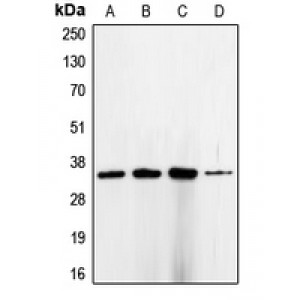 LifeSab™ CDC2 Rabbit pAb (50 µl)