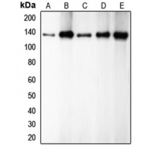 LifeSab™ E Cadherin Rabbit pAb (50 µl)