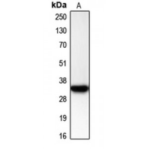 LifeSab™ CDK2 Rabbit pAb (50 µl)