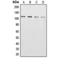 LifeSab™ XPO2 Rabbit pAb (50 µl)