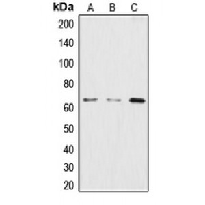 LifeSab™ CstF-64 Rabbit pAb (50 µl)