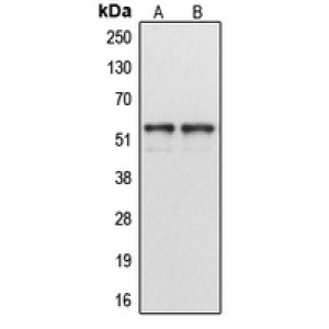 LifeSab™ Cytochrome P450 1A1/2 Rabbit pAb (50 µl)