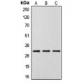 LifeSab™ DLX5 Rabbit pAb (50 µl)