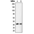 LifeSab™ NR2F6 Rabbit pAb (50 µl)