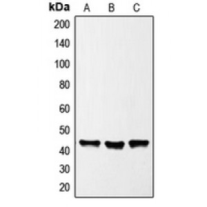 LifeSab™ GATA1 Rabbit pAb (50 µl)