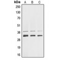 LifeSab™ hnRNP A1 Rabbit pAb (50 µl)