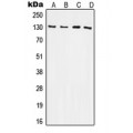 LifeSab™ CD61 Rabbit pAb (50 µl)