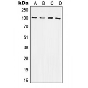 LifeSab™ CD61 Rabbit pAb (50 µl)