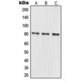 LifeSab™ MRE11 Rabbit pAb (50 µl)