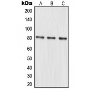 LifeSab™ MRE11 Rabbit pAb (50 µl)