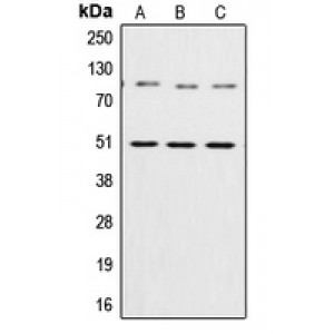 LifeSab™ NF-kappaB p105/p50 Rabbit pAb (50 µl)