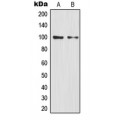 LifeSab™ NF-kappaB p100 Rabbit pAb (50 µl)