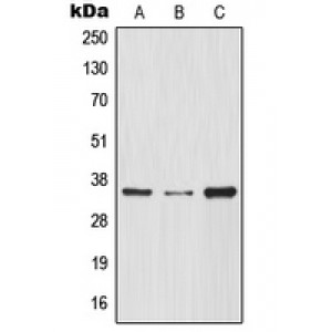 LifeSab™ IKB alpha Rabbit pAb (50 µl)