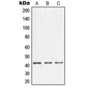 LifeSab™ NFYA Rabbit pAb (50 µl)