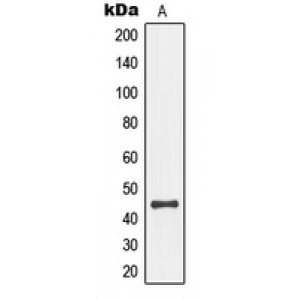 LifeSab™ MKK4 (pS80) Rabbit pAb (50 µl)