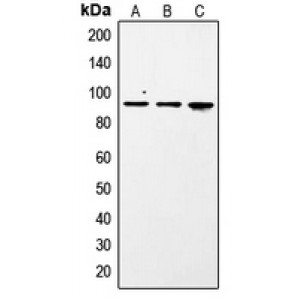 LifeSab™ STAT1 (pS727) Rabbit pAb (50 µl)