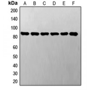 LifeSab™ STAT3 Rabbit pAb (50 µl)