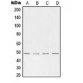 LifeSab™ AP2 alpha/beta Rabbit pAb (50 µl)