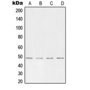 LifeSab™ AP2 alpha/beta Rabbit pAb (50 µl)