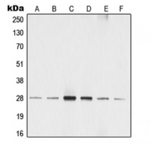 LifeSab™ 14-3-3 zeta (pS58) Rabbit pAb (50 µl)