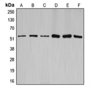 LifeSab™ Cyclin A1/2 Rabbit pAb (50 µl)