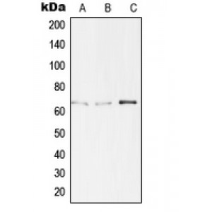 LifeSab™ TBX15/18 Rabbit pAb (50 µl)