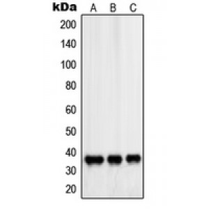 LifeSab™ PDLIM1 Rabbit pAb (50 µl)