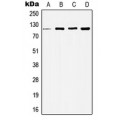 LifeSab™ Histone Deacetylase 5 Rabbit pAb (50 µl)