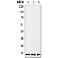 LifeSab™ Histone H2B Rabbit pAb (50 µl)