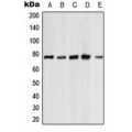 LifeSab™ PKC zeta Rabbit pAb (50 µl)