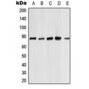 LifeSab™ PKC zeta Rabbit pAb (50 µl)