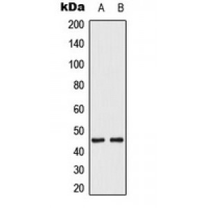 LifeSab™ MKK1/2 (pS222/226) Rabbit pAb (50 µl)