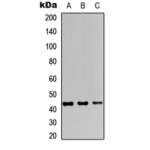 LifeSab™ JUNB Rabbit pAb (50 µl)