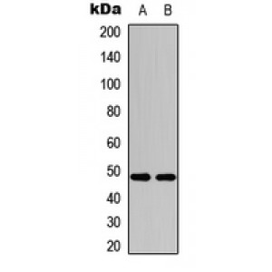 LifeSab™ c-Jun (pS243) Rabbit pAb (50 µl)