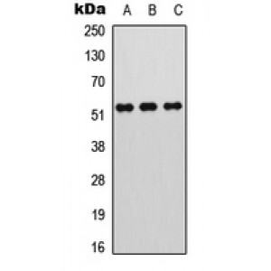 LifeSab™ MEF2A (pT312) Rabbit pAb (50 µl)