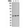 LifeSab™ SOX9 Rabbit pAb (50 µl)