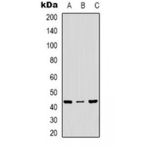 LifeSab™ p38 Rabbit pAb (50 µl)