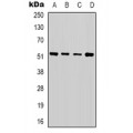 LifeSab™ Alpha-tubulin Rabbit pAb (50 µl)