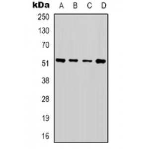 LifeSab™ Alpha-tubulin Rabbit pAb (50 µl)