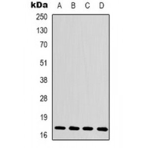 LifeSab™ Histone H3 Rabbit pAb (50 µl)