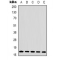 LifeSab™ Histone H3 Rabbit pAb (50 µl)