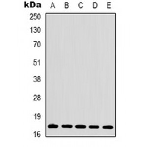 LifeSab™ Histone H3 Rabbit pAb (50 µl)