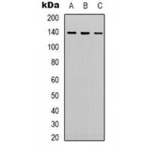 LifeSab™ HIF1 beta Mouse pAb (50 µl)