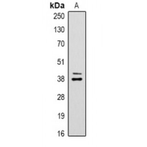 LifeSab™ Cyclin D1 Rabbit pAb (50 µl)