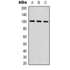 LifeSab™ GSK3 beta Rabbit pAb (50 µl)