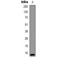 LifeSab™ Histone H2A.X Rabbit pAb (50 µl)