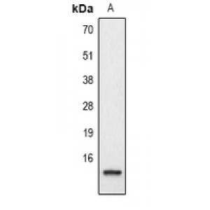 LifeSab™ Histone H2A.Z Rabbit pAb (50 µl)